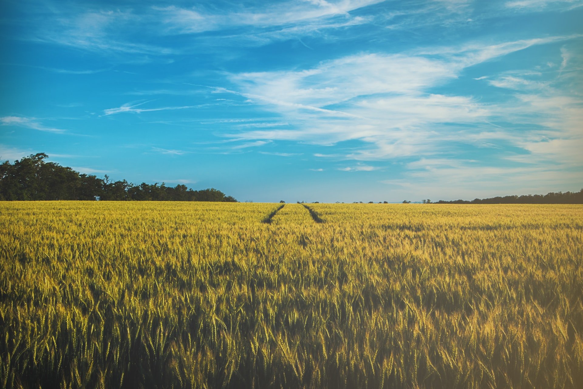 A field on a sunny day.